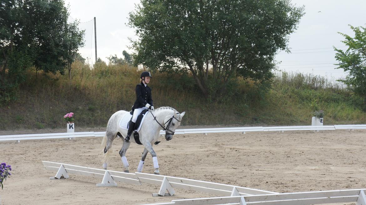 Anden særlig race Misti <3 - Dressurstævne hos SAS, d 10/8-13. billede 10
