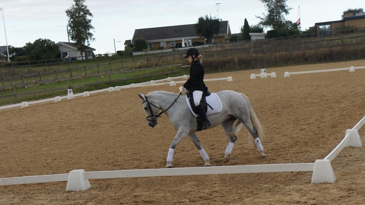 Anden særlig race Misti <3 - Dressurstævne på HHR, d 28/9-13. billede 6