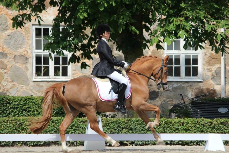 Anden særlig race Charlie A-PONY solgt billede 6