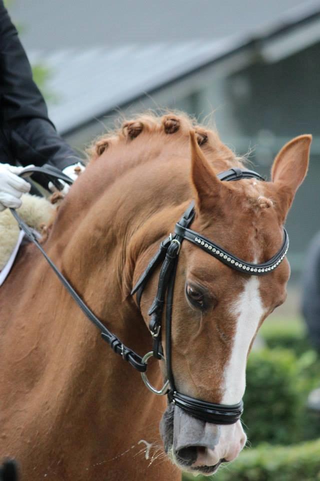 Anden særlig race Charlie A-PONY solgt billede 15