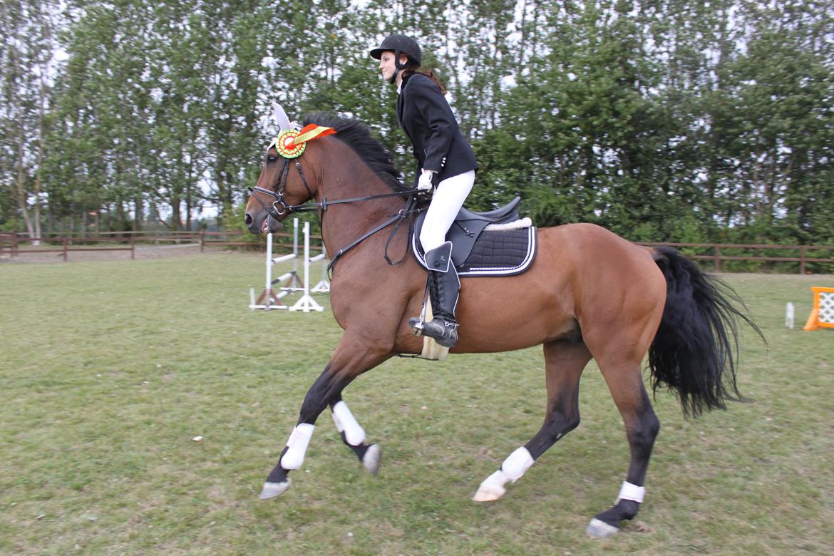 Dansk Varmblod Reynaldo *Stjernehesten* *På genoptræning* - Champion!! - første springstævne billede 3