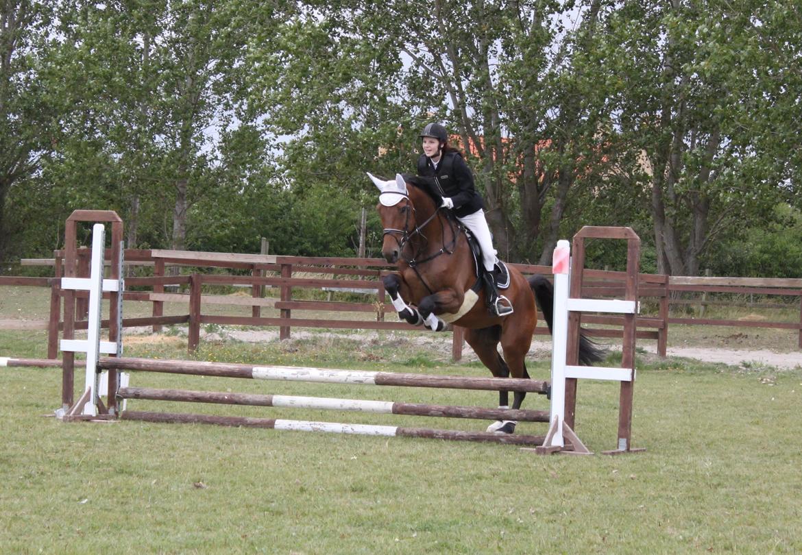 Dansk Varmblod Reynaldo *Stjernehesten* *På genoptræning* billede 7