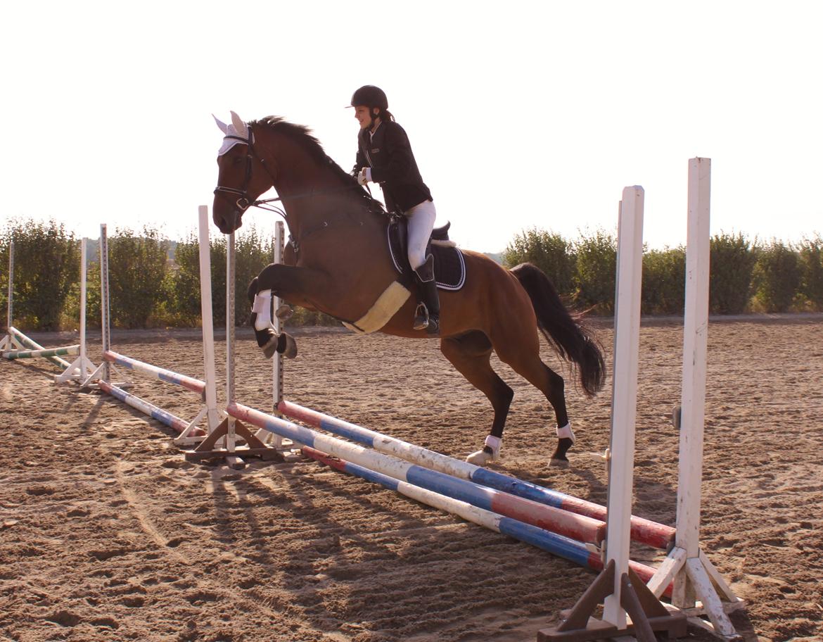 Dansk Varmblod Reynaldo *Stjernehesten* *På genoptræning* - Startede med en lille opvarmning haha billede 8