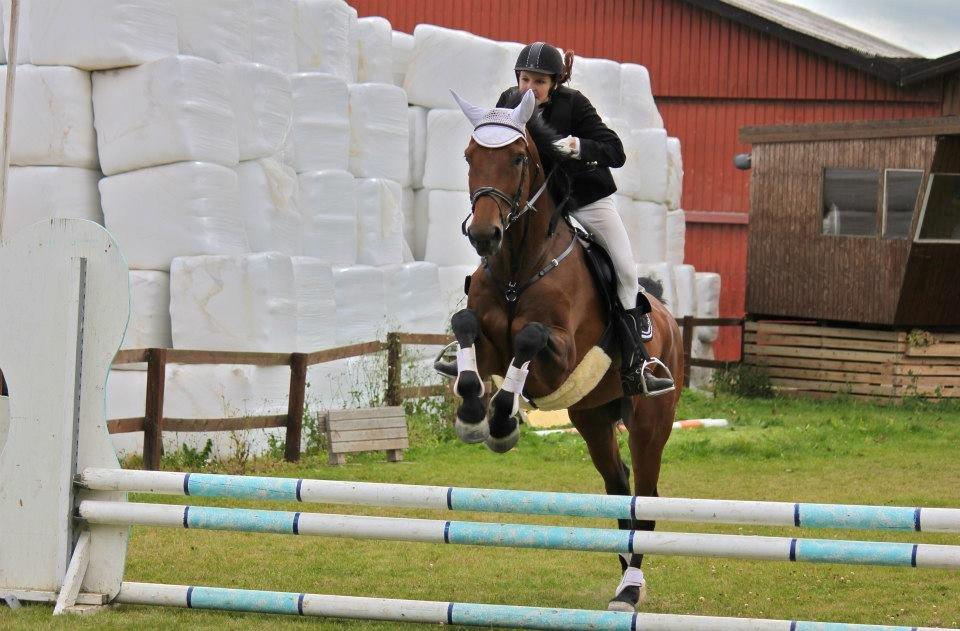 Dansk Varmblod Reynaldo *Stjernehesten* *På genoptræning* billede 11