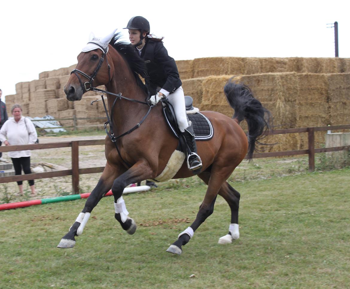 Dansk Varmblod Reynaldo *Stjernehesten* *På genoptræning* billede 14