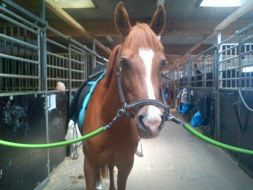 Hollandsk Sportspony zoe v.d. noarderein - år dag, 21-8 billede 15