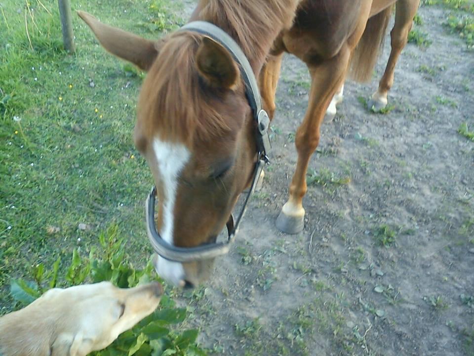 Hollandsk Sportspony zoe v.d. noarderein billede 16