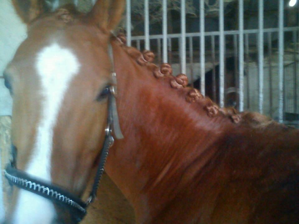 Hollandsk Sportspony zoe v.d. noarderein billede 17