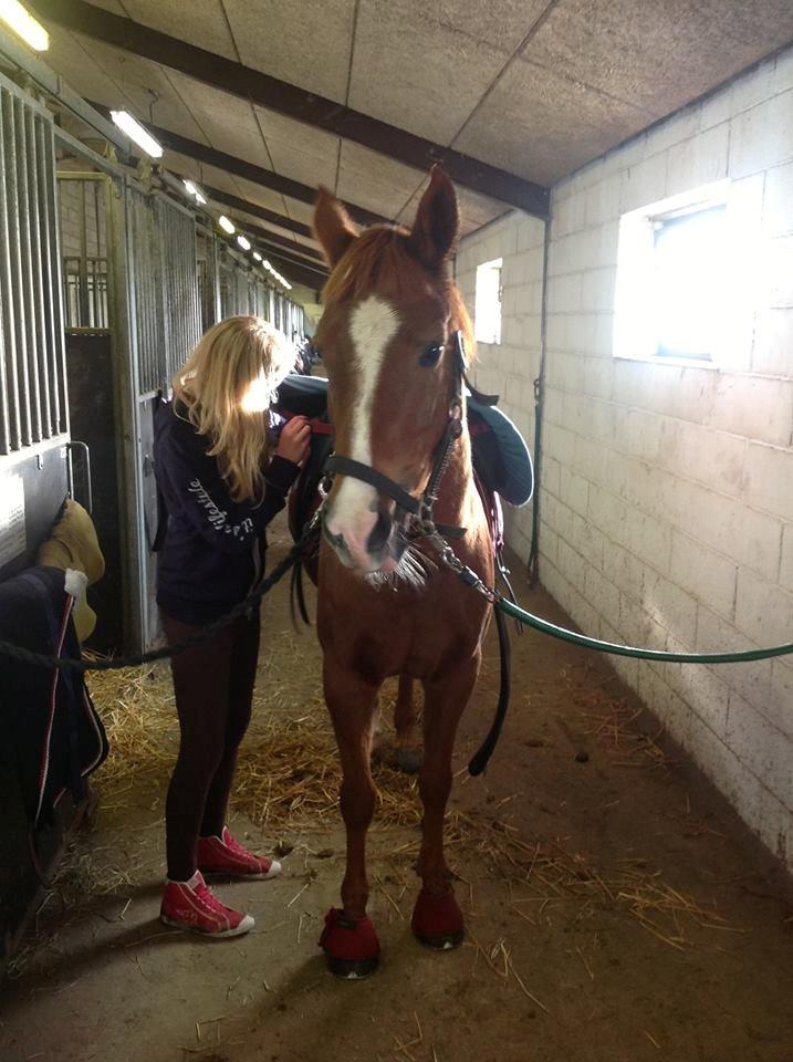 Hollandsk Sportspony zoe v.d. noarderein billede 18