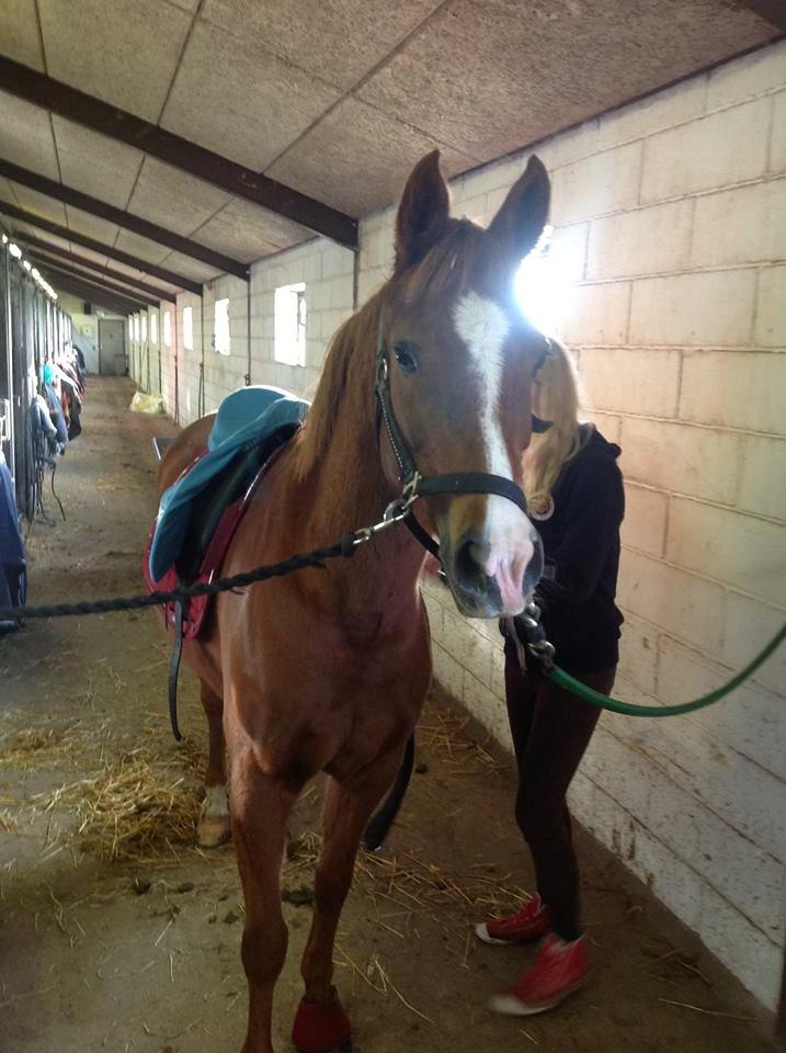 Hollandsk Sportspony zoe v.d. noarderein billede 19