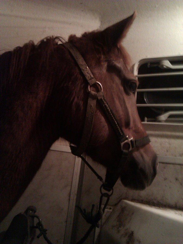 Hollandsk Sportspony zoe v.d. noarderein billede 20