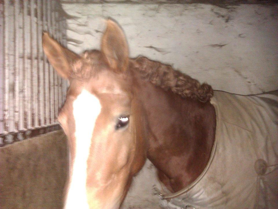 Hollandsk Sportspony zoe v.d. noarderein billede 21