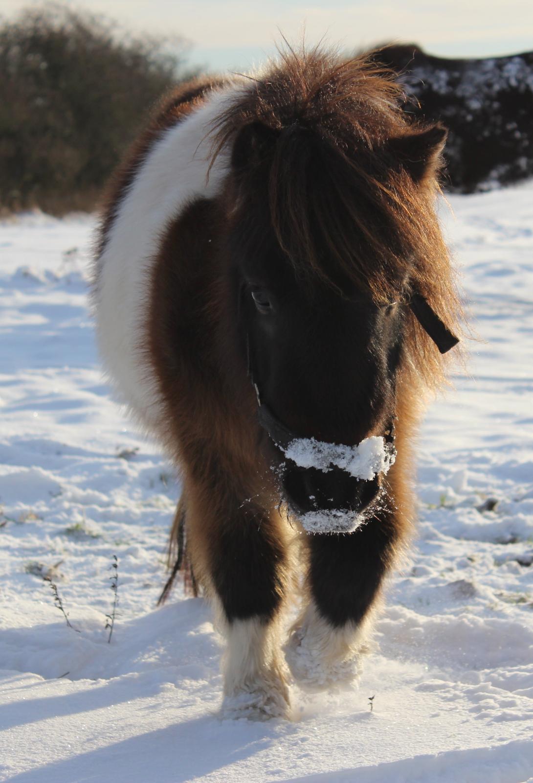 Shetlænder Rørsgaards Antonette - Snepony - December 2012 billede 15