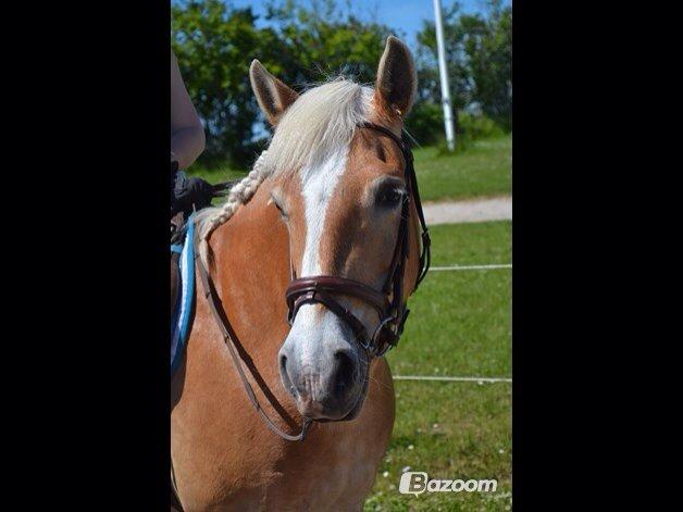 Haflinger Katinka billede 16