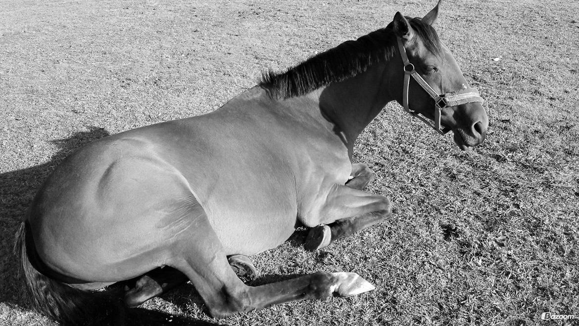 Fuldblod (XX) Lady Dominique<3<3<3<3 Solgt billede 19