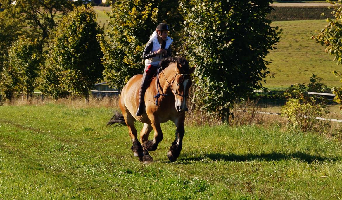 Belgier Sascha *My Soulmate* - hehhe den fede kan godt :P
 billede 19