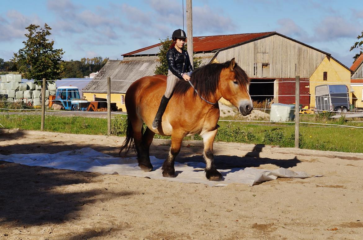 Belgier Sascha *My Soulmate* - ja vi stoler på hinanden :P
 billede 20