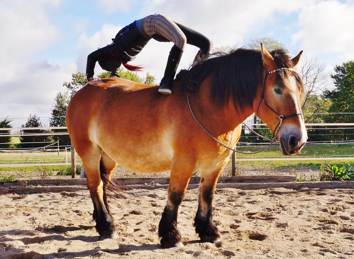Belgier Sascha *My Soulmate* - kan godt komme helt op .. men havde to trykkede ribben her :/ Sascha havde tabt mig .. billede 21