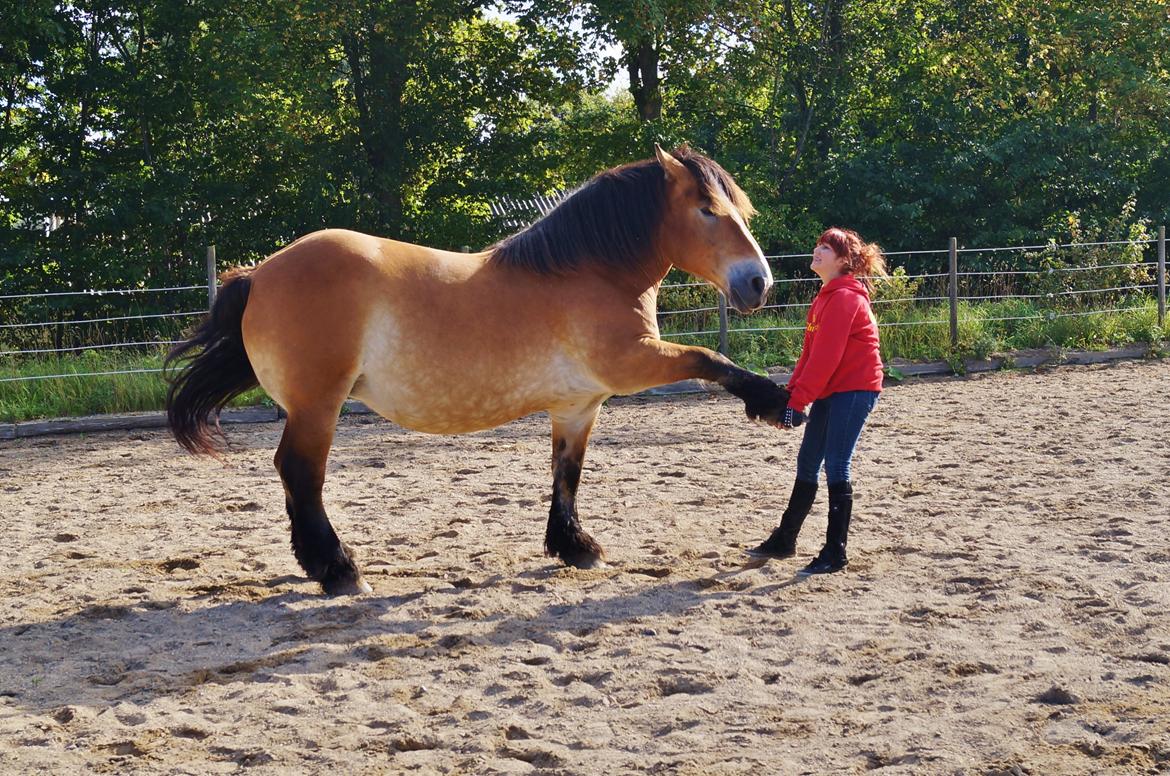 Belgier Sascha *My Soulmate* - hesten der ikke kan løfte ben !  billede 8
