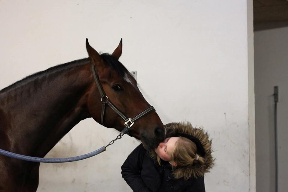 Dansk Varmblod First Move A.B. - Myssaaaar! billede 15