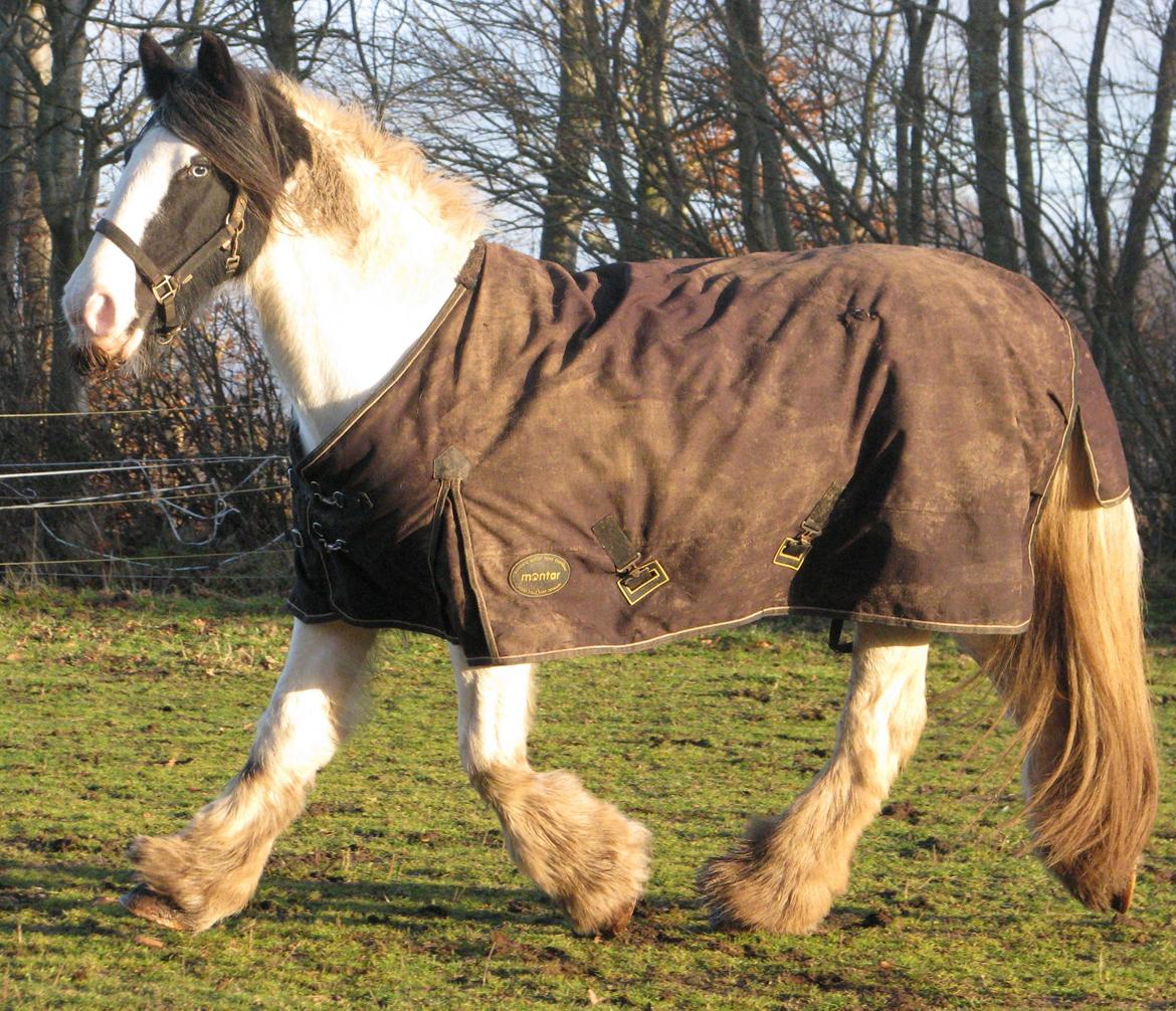 Irish Cob Sharron v/d Gadedijk billede 4