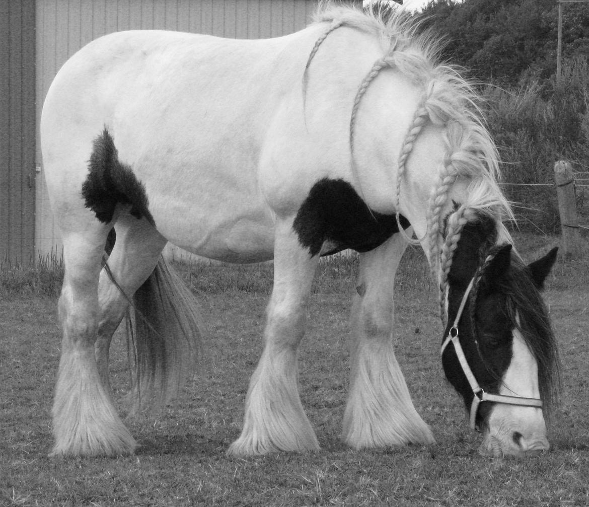 Irish Cob Sharron v/d Gadedijk billede 5