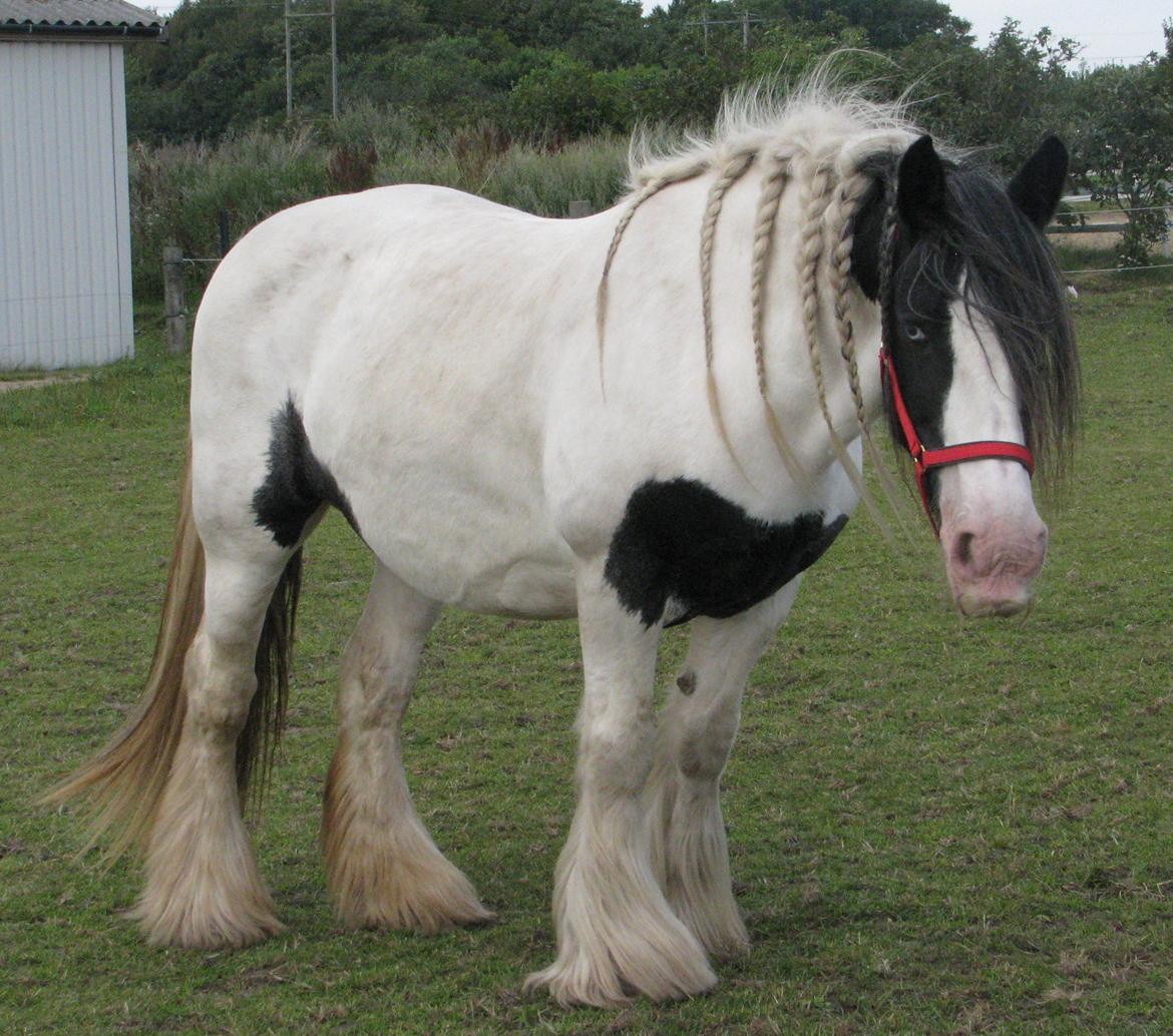 Irish Cob Sharron v/d Gadedijk billede 7