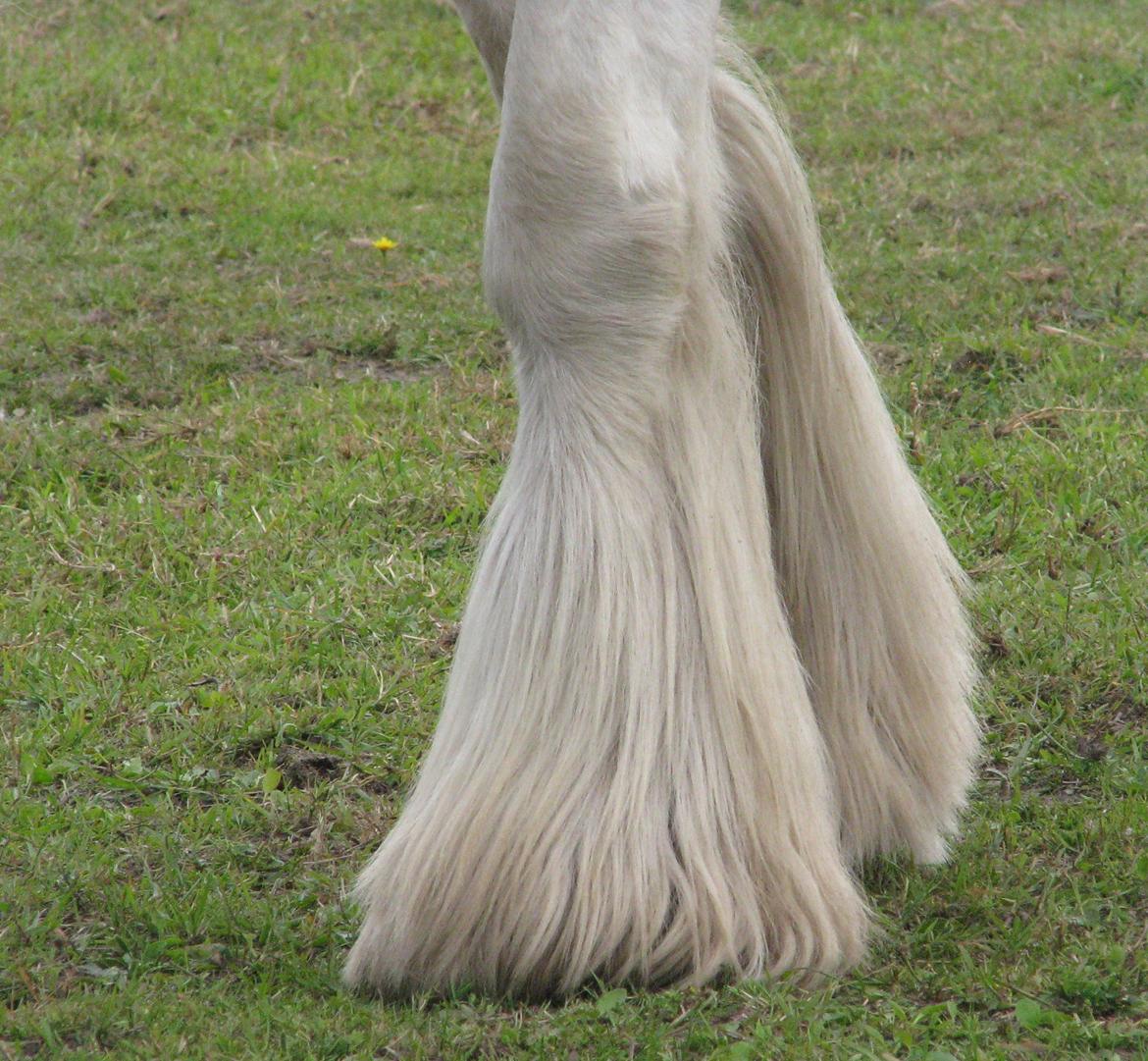 Irish Cob Sharron v/d Gadedijk billede 9