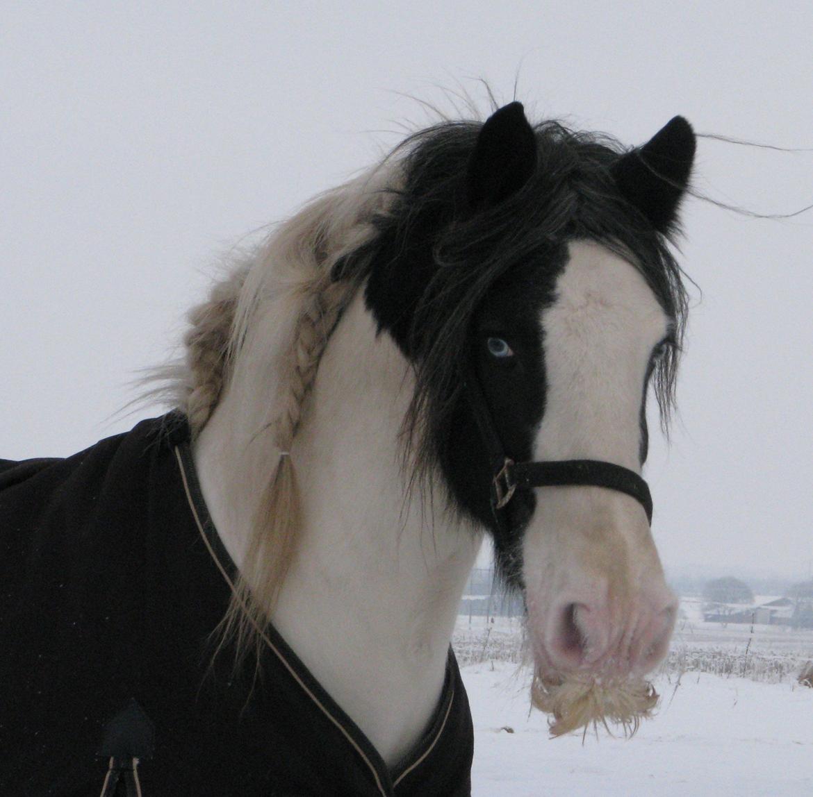 Irish Cob Sharron v/d Gadedijk billede 15