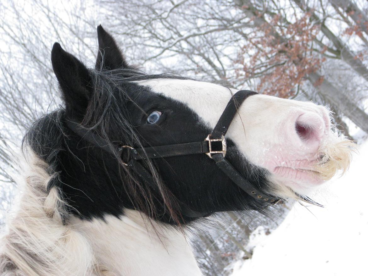 Irish Cob Sharron v/d Gadedijk billede 16