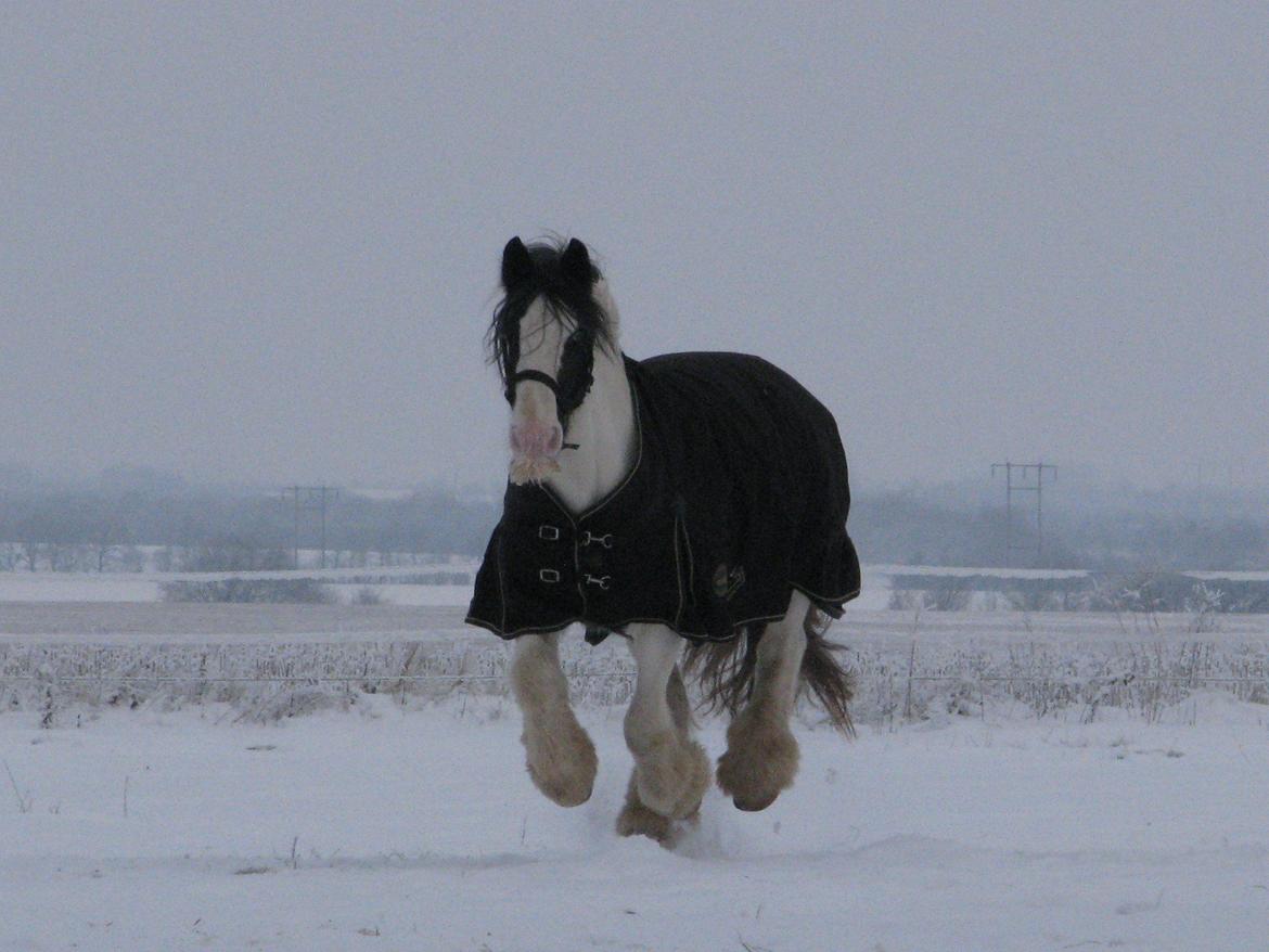 Irish Cob Sharron v/d Gadedijk billede 17