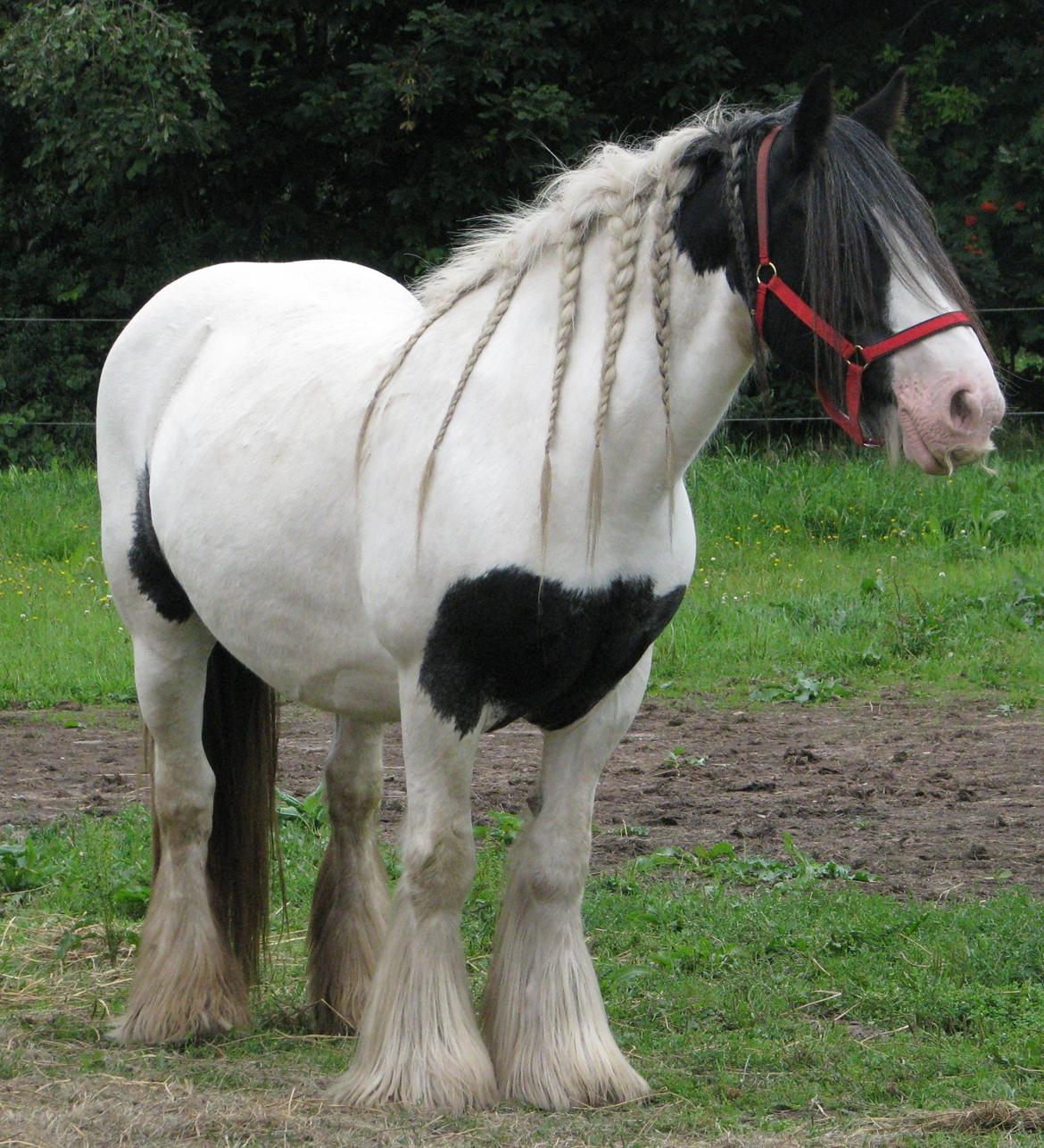 Irish Cob Sharron v/d Gadedijk billede 19