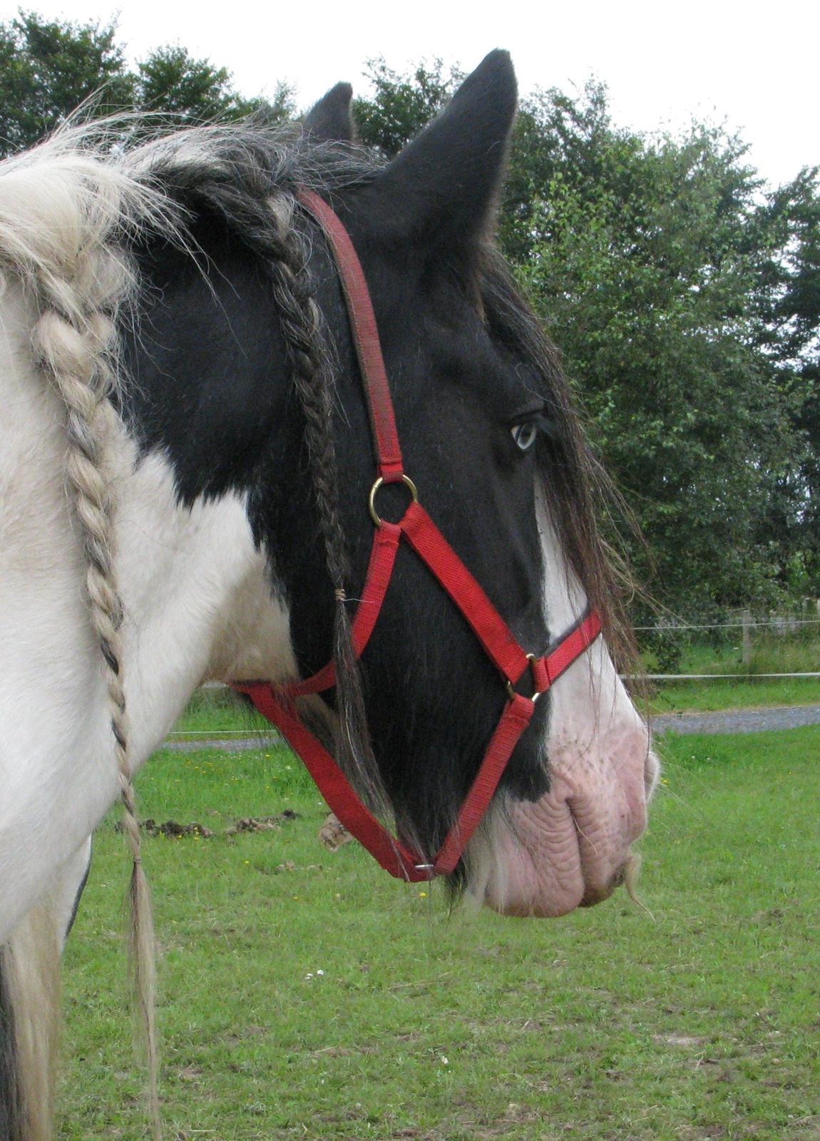 Irish Cob Sharron v/d Gadedijk billede 20