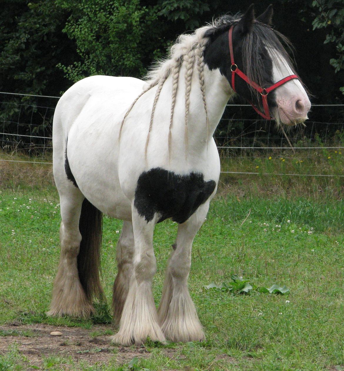 Irish Cob Sharron v/d Gadedijk billede 21