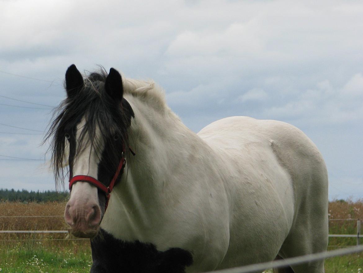 Irish Cob Sharron v/d Gadedijk billede 22