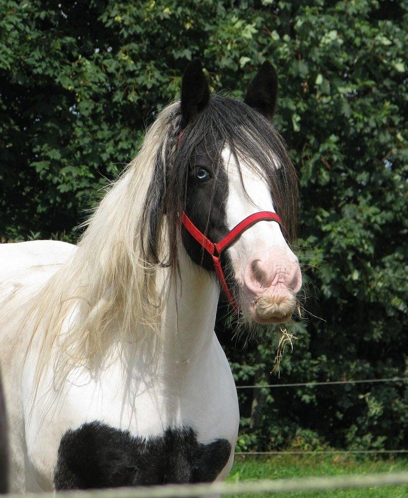 Irish Cob Sharron v/d Gadedijk billede 23