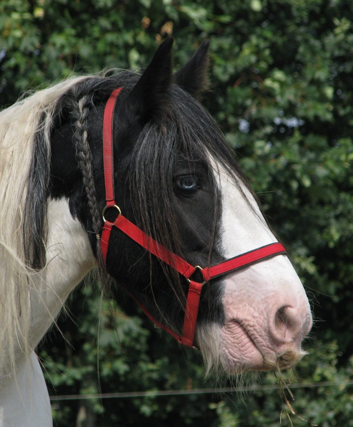 Irish Cob Sharron v/d Gadedijk billede 25