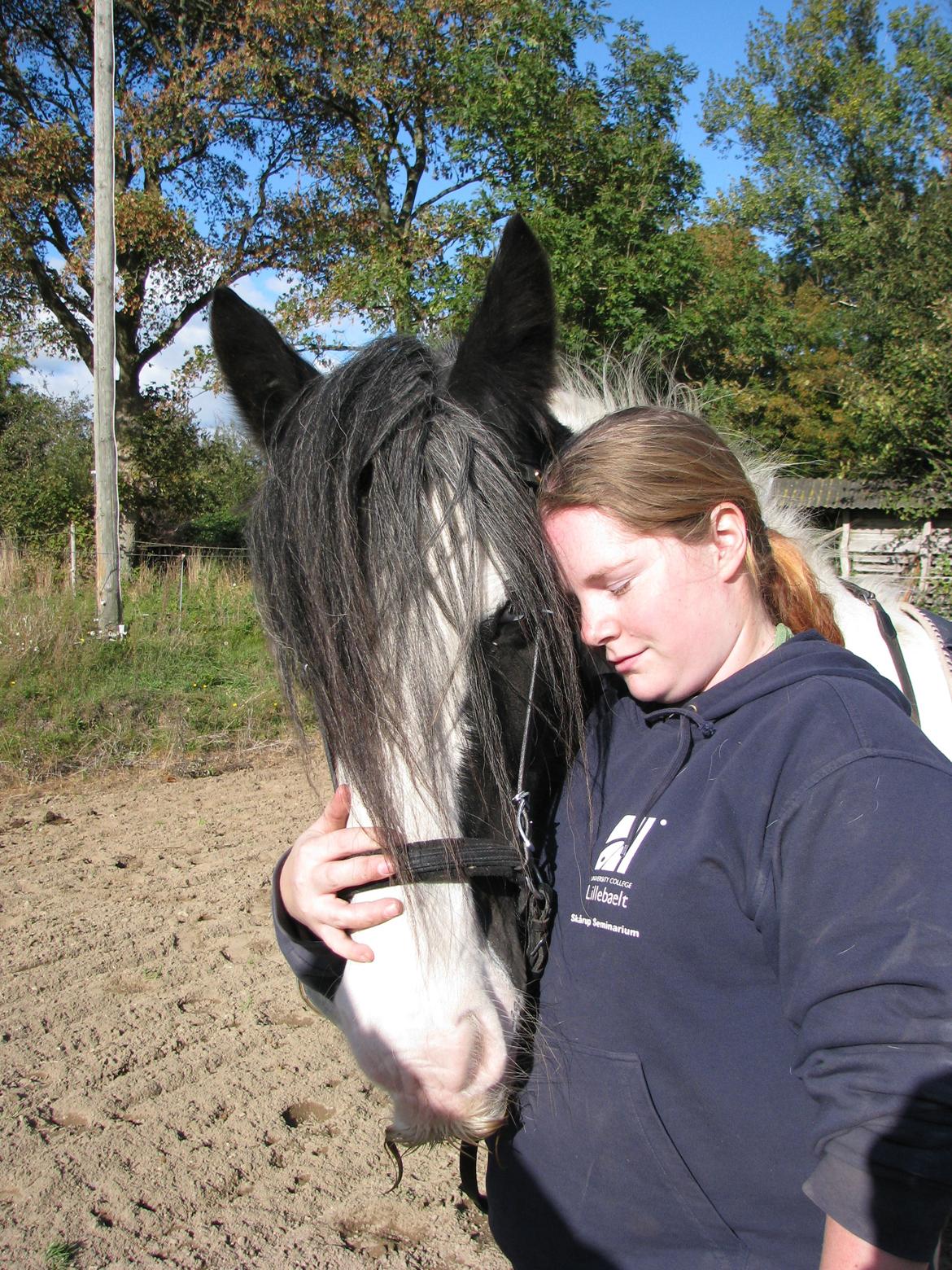 Irish Cob Sharron v/d Gadedijk billede 30