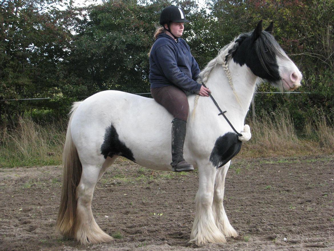 Irish Cob Sharron v/d Gadedijk - Sharron og jeg  billede 2