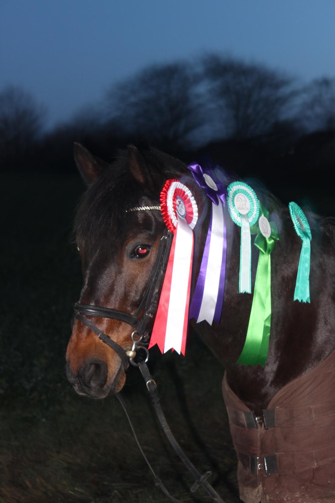 New Forest Elmholts Granat billede 18