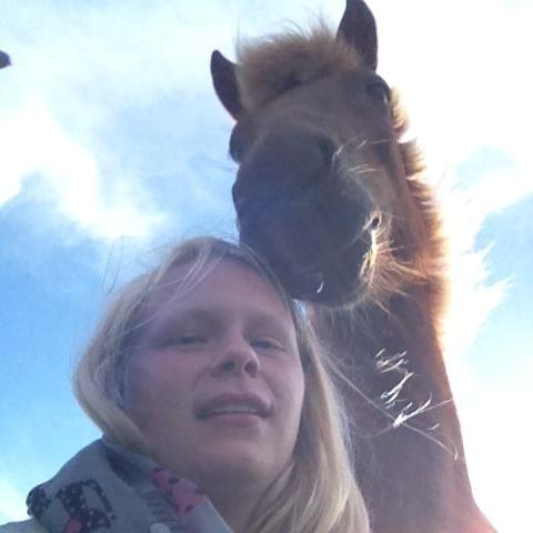 Islænder Frigg fra Thorsgaard billede 17