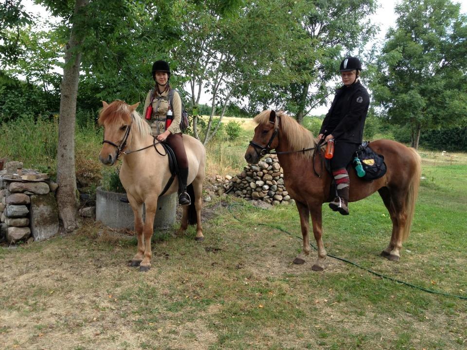 Islænder Frigg fra Thorsgaard - Første gang hvor vi kom ud på usikker grund. Turen gik 30 km væk fra de trygge rammer. billede 18