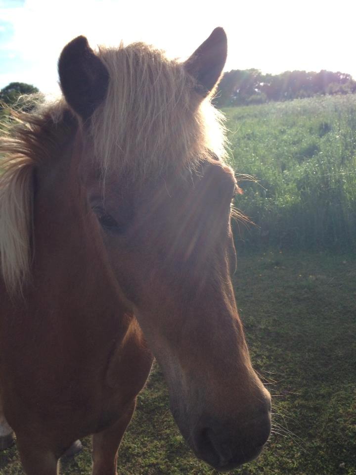 Islænder Frigg fra Thorsgaard billede 19