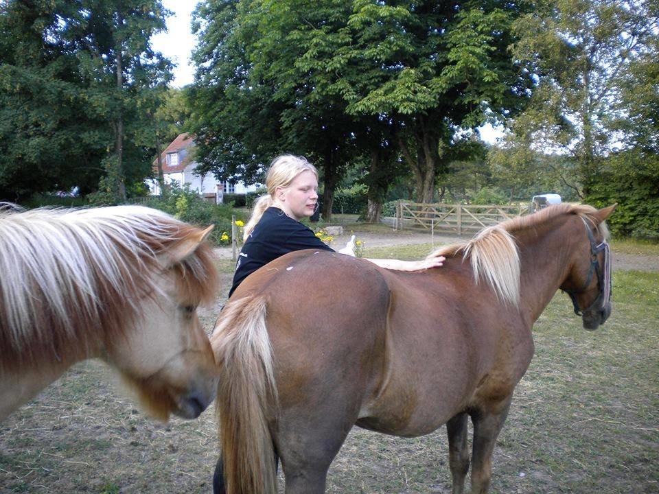 Islænder Frigg fra Thorsgaard - Besøg hos Tyklundgaard  billede 20