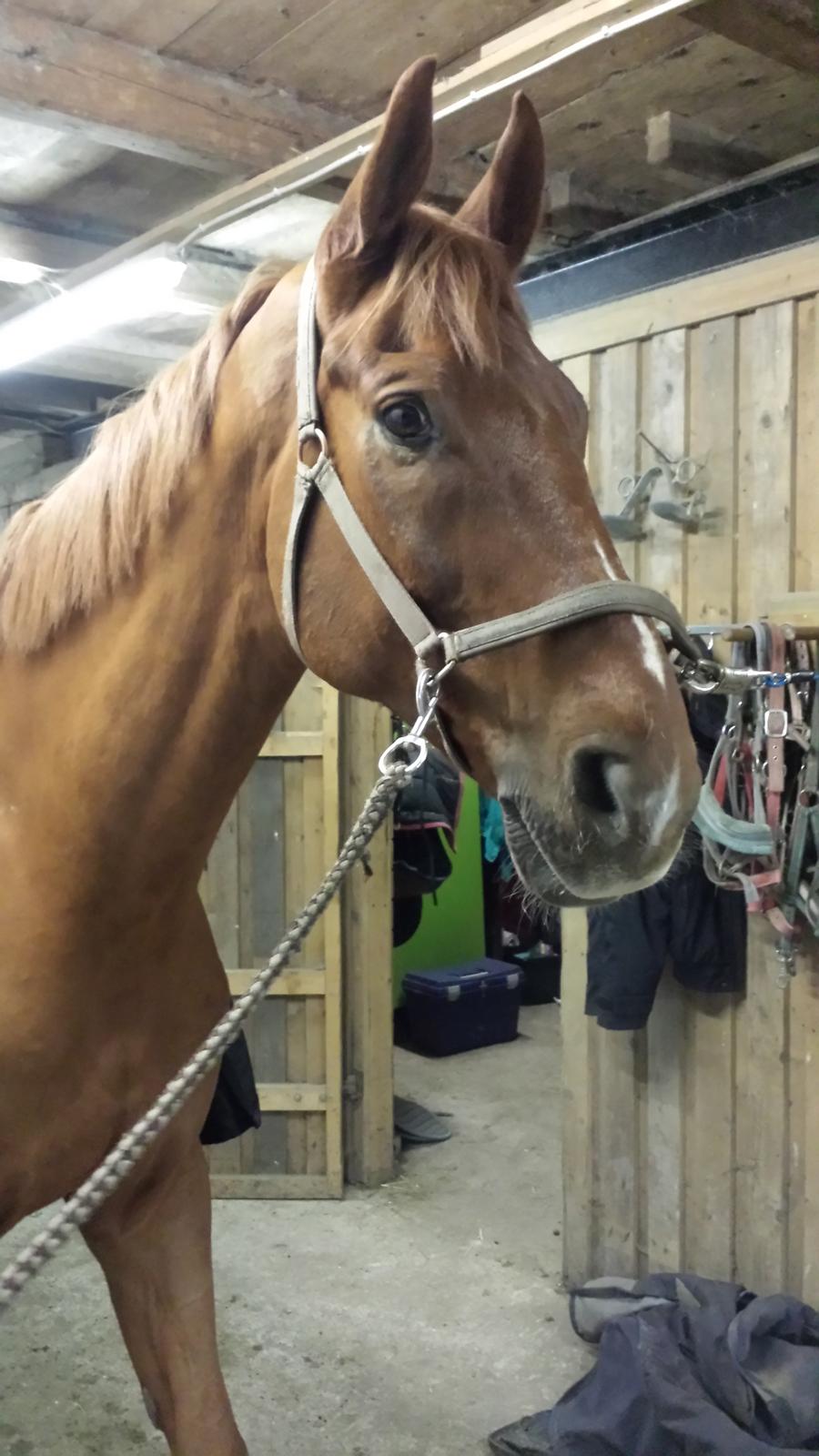 Dansk Varmblod 'Part* Largo Fresco billede 7