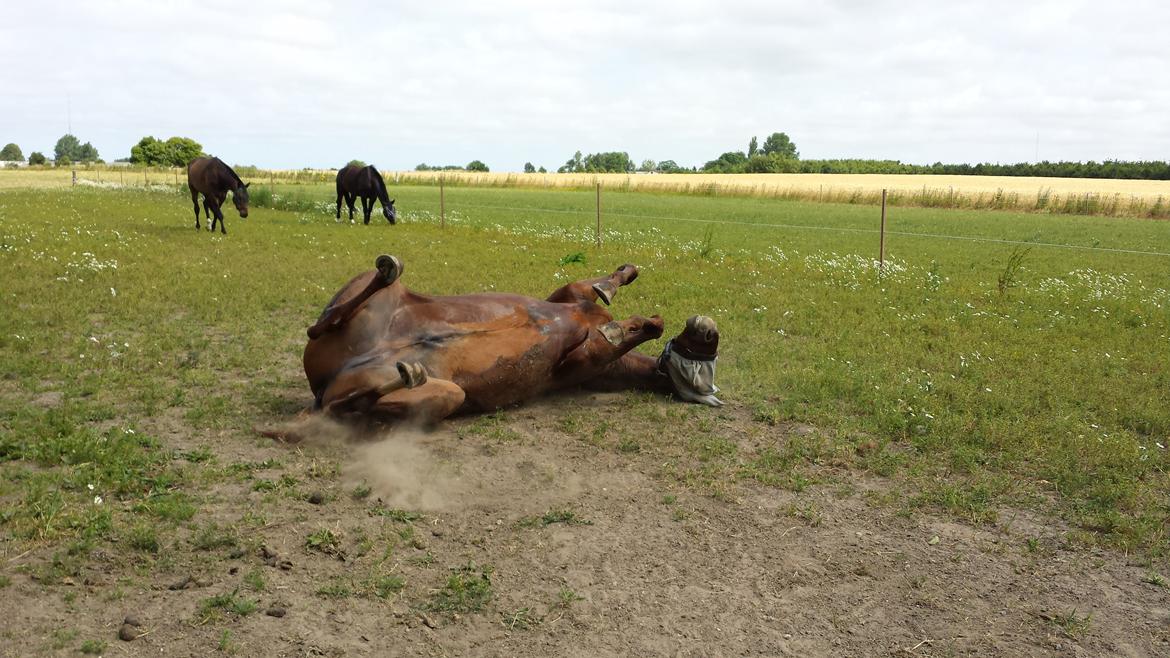 Dansk Varmblod 'Part* Largo Fresco - Han elsker at rulle sig :) billede 8