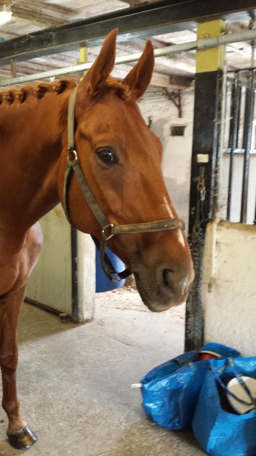 Dansk Varmblod 'Part* Largo Fresco billede 9