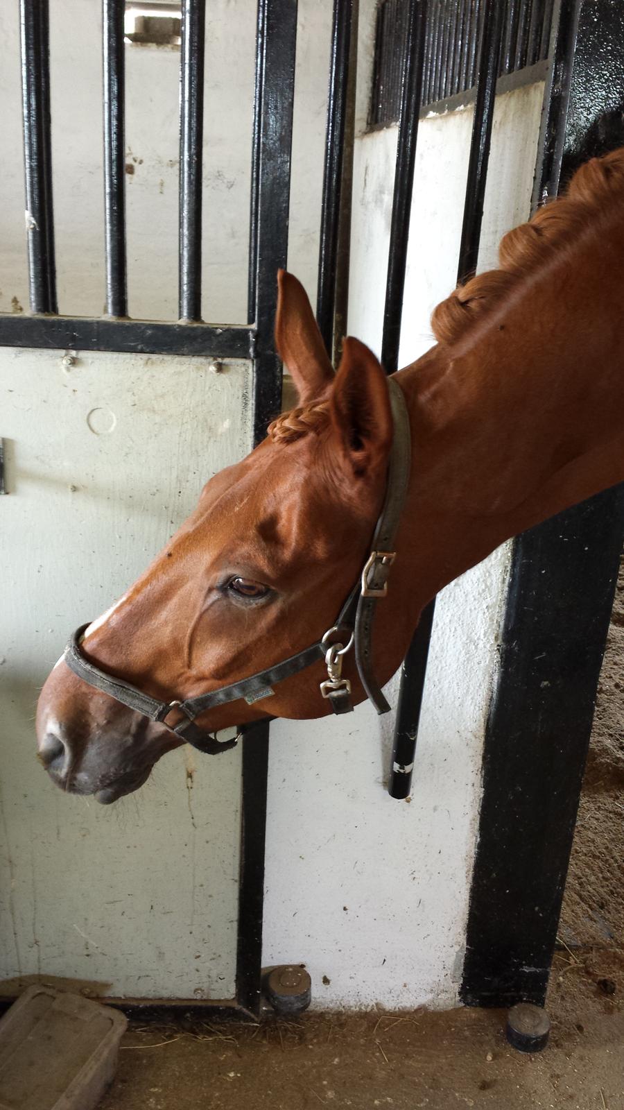 Dansk Varmblod 'Part* Largo Fresco billede 10