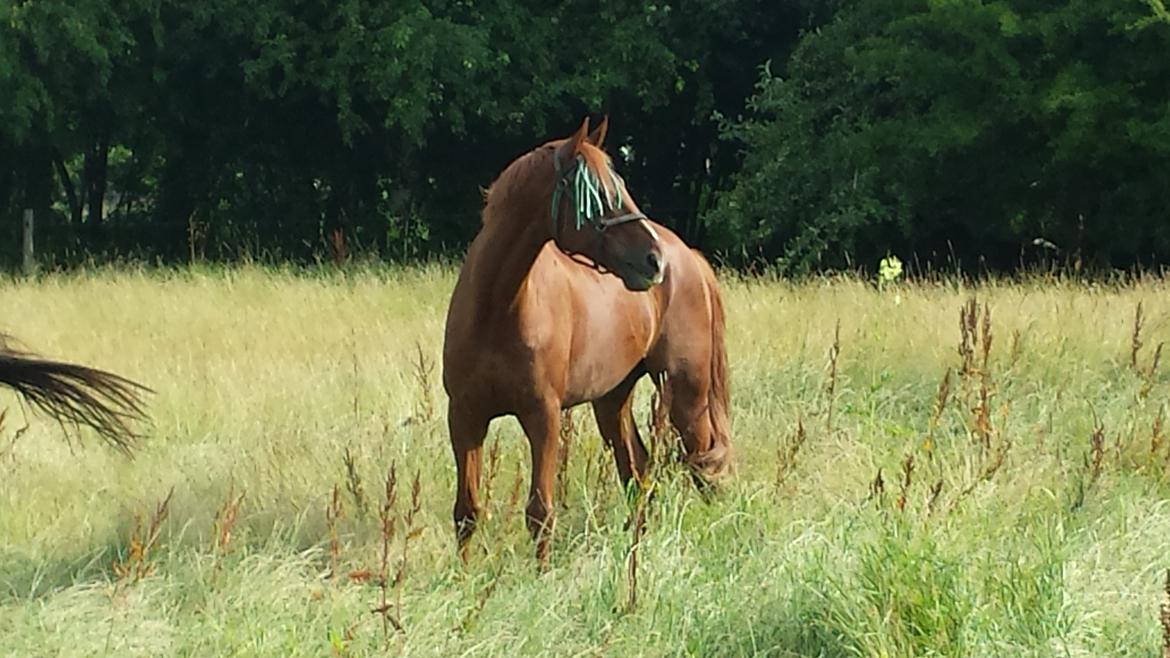 Dansk Varmblod 'Part* Largo Fresco billede 11