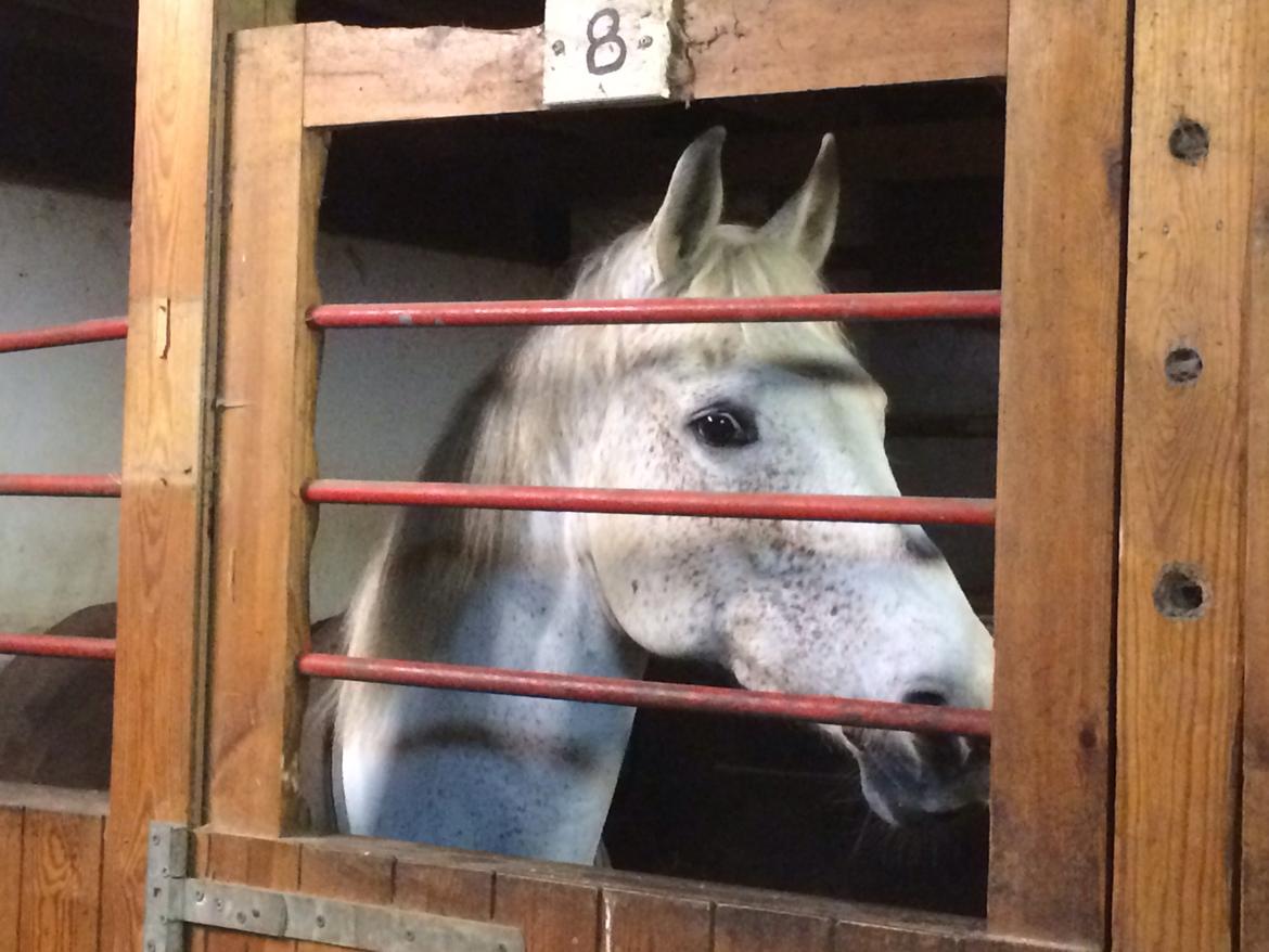 Anden særlig race Gadehøjs Caridee Himmelhest billede 10